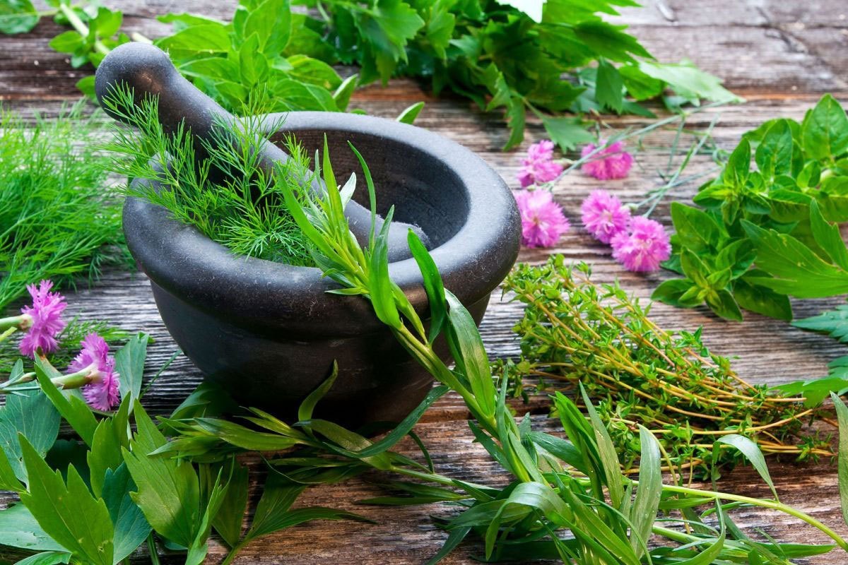 Sacred Herbs of India: A Journey Through Tradition